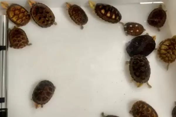 白唇蛋龟饲养要点(白唇蛋龟饲养要点及其在养殖环境和饮食上的需求)插图1 白唇蛋龟饲养要点(白唇蛋龟饲养要点及其在养殖环境和饮食上的需求)插图1