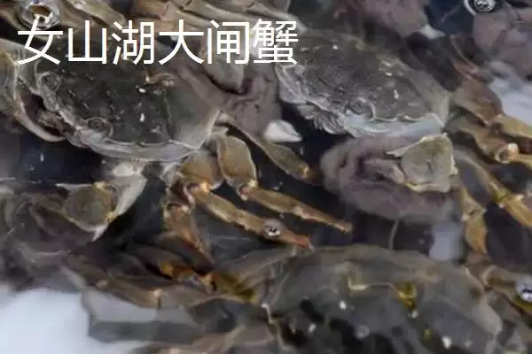 明光市特色特产有哪些 (明光市明光梅鱼列为席上佳肴的历史渊源)插图4