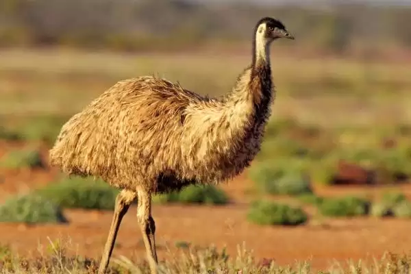 鸸鹋养殖技术(鸸鹋养殖技术有哪些要点)插图1