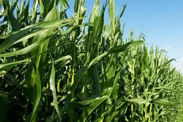 FSZW30玉米种子中抗茎腐病的性能与优势解析插图3 FSZW30玉米种子中抗茎腐病的性能与优势解析插图3