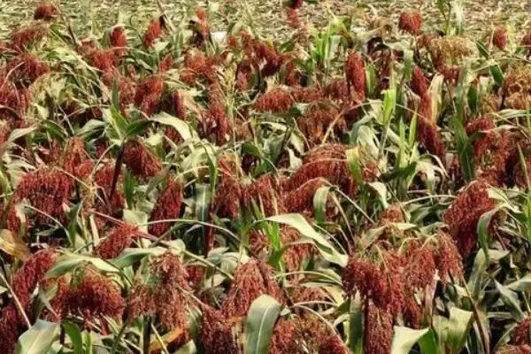 高粱高产栽培技术(高粱高产栽培有哪些关键技术要点呢)插图1