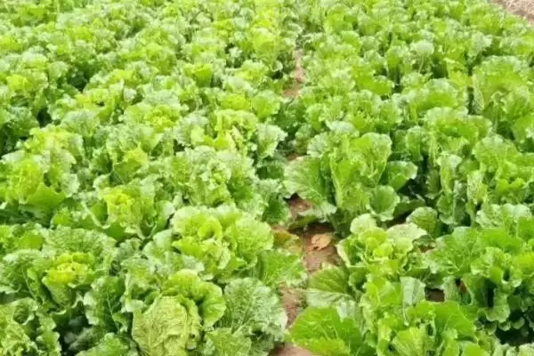 白菜同类蔬菜(白菜同类蔬菜及其在种植和食用上的特点和区别)插图1 白菜同类蔬菜(白菜同类蔬菜及其在种植和食用上的特点和区别)插图1