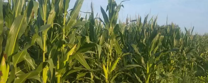 DK205玉米品种4-5月上旬适宜播期的要点-会东网