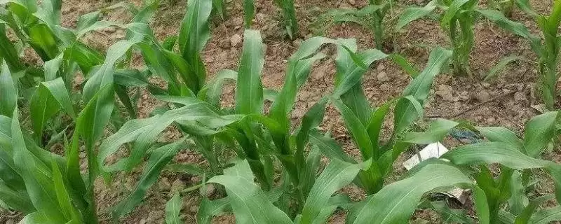 抚玉21玉米种子特征特性(抚玉21种子纯度、抗逆、产量表现)-会东网