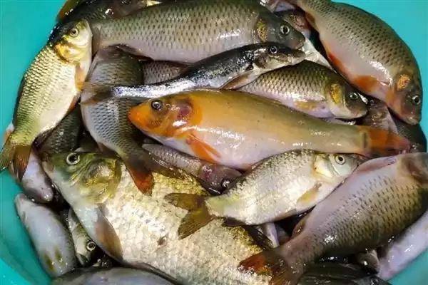 1.0子线能飞2斤以内鱼的真相(1.0子线能飞2斤内鱼背后的真实情况是怎样的)插图3 1.0子线能飞2斤以内鱼的真相(1.0子线能飞2斤内鱼背后的真实情况是怎样的)插图3