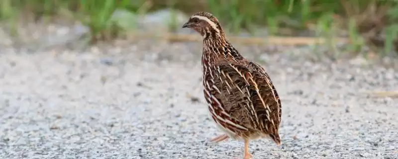 鹌鹑与芦丁鸡差异(鹌鹑与芦丁鸡科属等差异及其在养殖中的不同要点)-会东网