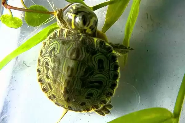 巴西黄耳龟水温要求及其他(巴西黄耳龟水温要求及其他饲养要点和注意事项)插图4 巴西黄耳龟水温要求及其他(巴西黄耳龟水温要求及其他饲养要点和注意事项)插图4