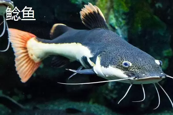 8号伊豆钩适钓鱼种(8号伊豆钩在实际垂钓中主要适用于哪些鱼种呢)插图4 8号伊豆钩适钓鱼种(8号伊豆钩在实际垂钓中主要适用于哪些鱼种呢)插图4