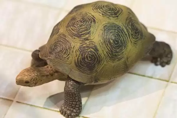 巴西龟新手饲养致死因 (巴西龟新手饲养易致死的原因和解决办法)插图1 巴西龟新手饲养致死因 (巴西龟新手饲养易致死的原因和解决办法)插图1