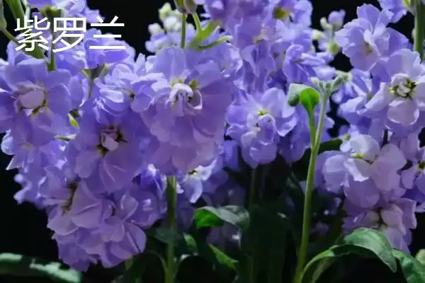 白菜同类蔬菜(白菜同类蔬菜及其在种植和食用上的特点和区别)插图7 白菜同类蔬菜(白菜同类蔬菜及其在种植和食用上的特点和区别)插图7