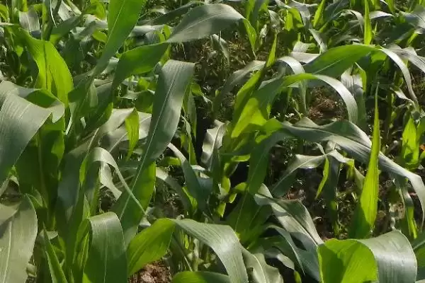 赤科玉103玉米种子特点(赤科玉103玉米种子有哪些特点呢)插图3