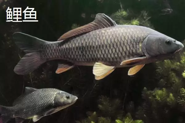 7号伊豆钩适合钓多大的鱼(7号伊豆钩在正常垂钓时适合钓多大的鱼呢)插图4 7号伊豆钩适合钓多大的鱼(7号伊豆钩在正常垂钓时适合钓多大的鱼呢)插图4