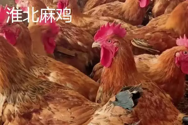 萧县为人熟知的特产 (萧县高滩萝卜久负盛名的种植和品质优势在哪)插图5