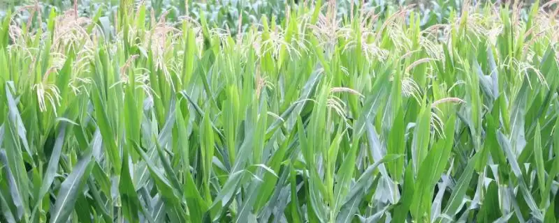 安农105玉米种子特征特性，中抗纹枯病（病指38）的优势-会东网