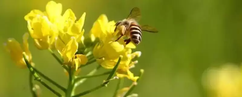 广东蜜源植物(广东有哪些常见蜜源植物及其花期呢)-会东网