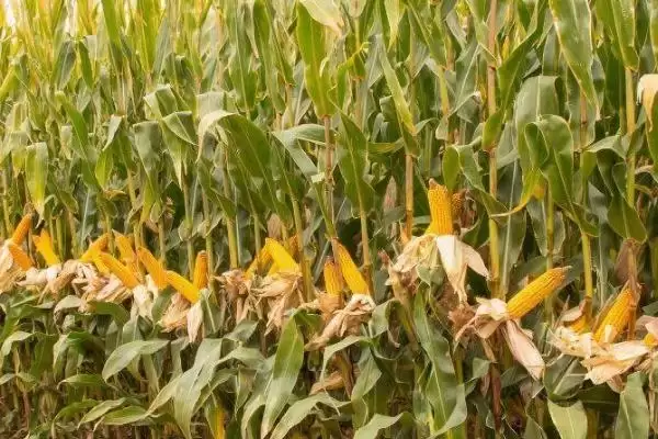 生育期136天的GFY2378玉米种,背后藏着什么奥秘?插图3 生育期136天的GFY2378玉米种,背后藏着什么奥秘?插图3