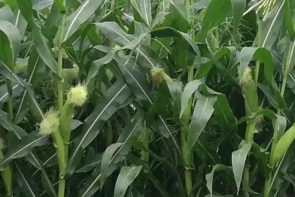 中抗茎腐病的LG1611玉米种子,特性究竟怎样?插图2 中抗茎腐病的LG1611玉米种子,特性究竟怎样?插图2