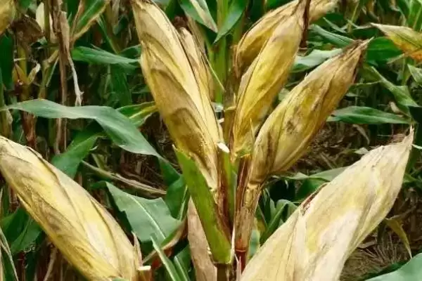 TW589玉米种子特点深度剖析,中抗茎腐病实用价值插图2 TW589玉米种子特点深度剖析,中抗茎腐病实用价值插图2