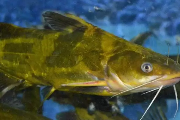 10号丸世钩可以钓多重的鱼(10号丸世钩在不同鱼情下能钓多大重量的鱼呢)插图4