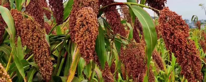 高粱高产栽培技术(高粱高产栽培有哪些关键技术要点呢)-会东网