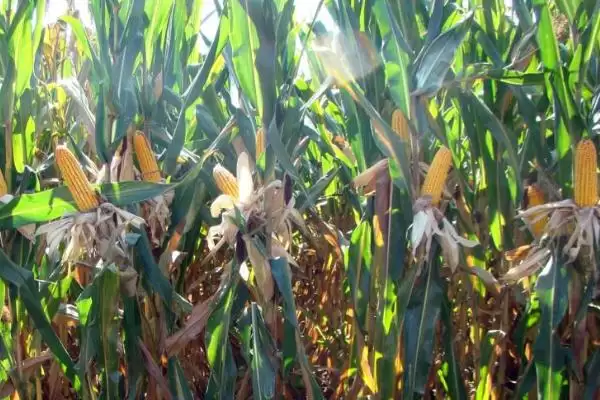 MC703玉米品种究竟隐藏着哪些不为人知的特性和秘密？插图2