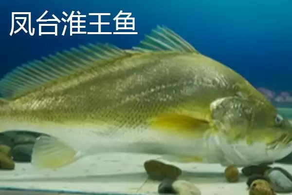 凤台县著名特产是什么 (凤台县朱马店糯米成为米中上品的独特优势)插图1