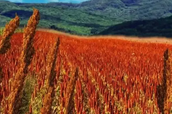 非洲气候适合种植农作物(非洲气候适宜种啥农作物)插图3 非洲气候适合种植农作物(非洲气候适宜种啥农作物)插图3