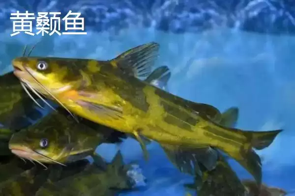 10号丸世钩是否适合钓黄辣丁(10号丸世钩在实际垂钓中是否适合钓黄辣丁呢)插图4