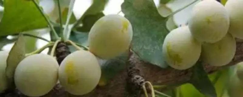 白果价格波动情况(白果价格波动情况及其在市场供需和药用价值上的原因)-会东网