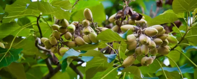 白花泡桐果实用途(白花泡桐果实有哪些用途及其在医药和工业上的应用)插图 白花泡桐果实用途(白花泡桐果实有哪些用途及其在医药和工业上的应用)插图