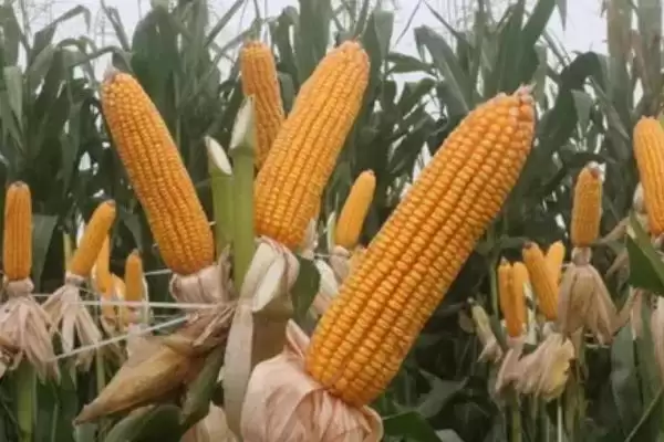 必知！5ADM421玉米品种中抗穗腐病的特点插图1