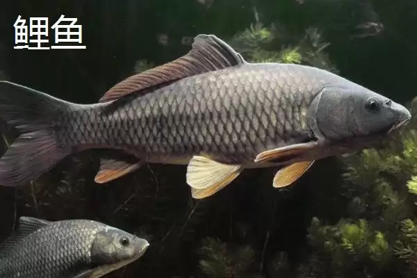 3-4月份为什么不钓鱼(3-4月份不适合钓鱼的具体原因是什么呢)插图4