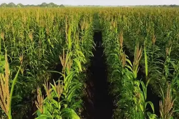 丰单1号玉米品种特性(丰单1号玉米品种特性咋样)插图3