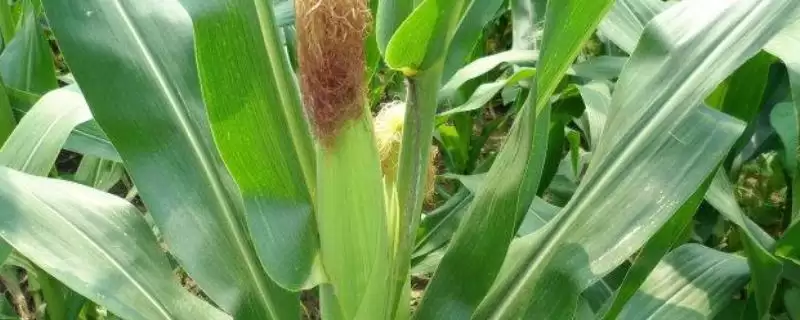 辽宁省春播生育期131天的JM305玉米种子,有何特别?插图 辽宁省春播生育期131天的JM305玉米种子,有何特别?插图