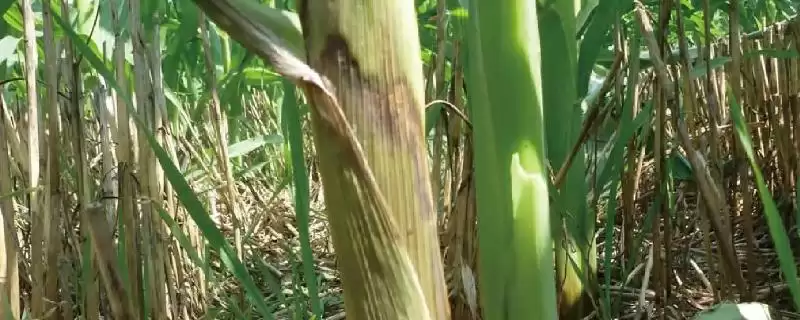 丰玉2号玉米品种的特性(丰玉2号品种品质、抗逆、生长表现)-会东网