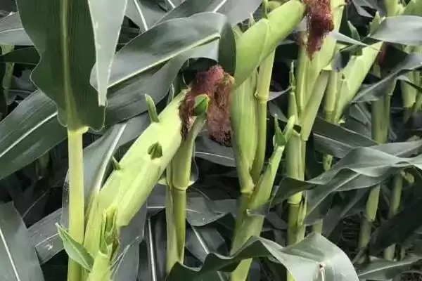 生育期春季平均121天的GP808玉米品种,究竟有啥特性?插图1 生育期春季平均121天的GP808玉米品种,究竟有啥特性?插图1