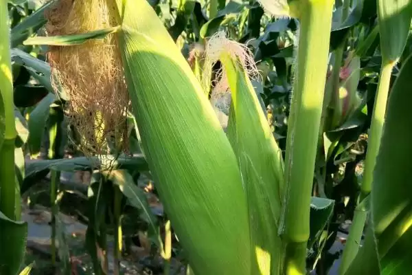 安泰168玉米种简介,中等肥力以上地块栽培要点插图3 安泰168玉米种简介,中等肥力以上地块栽培要点插图3