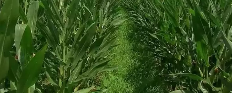 春播出苗至成熟128天的GF718玉米品种,特性有哪些呢?插图 春播出苗至成熟128天的GF718玉米品种,特性有哪些呢?插图