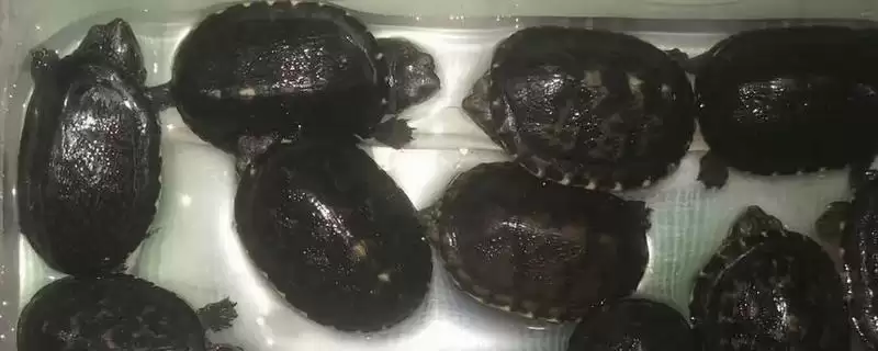 白唇蛋龟饲养要点(白唇蛋龟饲养要点及其在养殖环境和饮食上的需求)-会东网