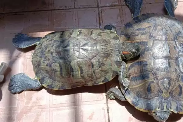 巴西龟晒太阳科学依据(巴西龟晒太阳的科学依据及其对龟健康的重要性)插图1 巴西龟晒太阳科学依据(巴西龟晒太阳的科学依据及其对龟健康的重要性)插图1