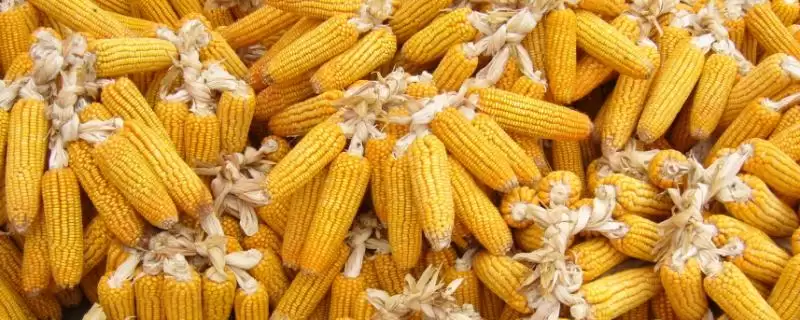 东萌605玉米种子特征特性(东萌605种子特征特性有啥)-会东网