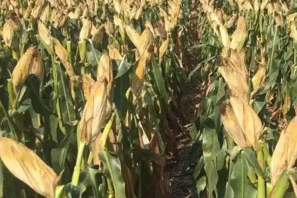 种植时要注意防治丝黑穗病的GD1908玉米种子，到底有啥特点？插图2