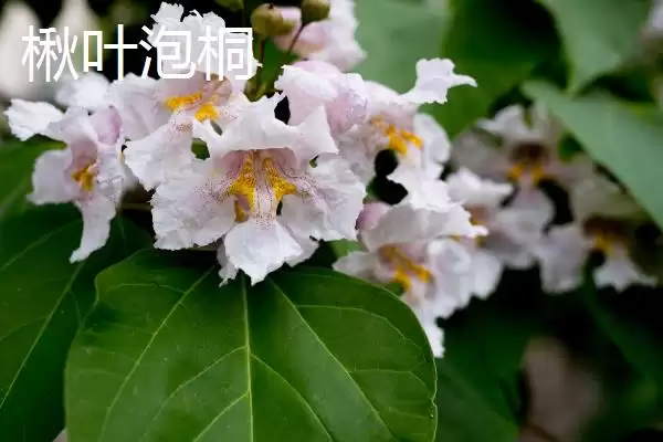 白花泡桐果实用途(白花泡桐果实有哪些用途及其在医药和工业上的应用)插图4 白花泡桐果实用途(白花泡桐果实有哪些用途及其在医药和工业上的应用)插图4