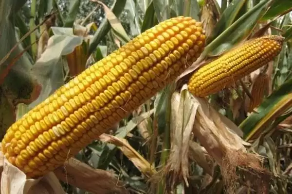 迪玉3号玉米种子特征特性(迪玉3号玉米种子特性是什么)插图2