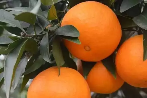 爱媛38号品种特性(爱媛38号是早熟杂柑品种的特性和市场前景)插图1