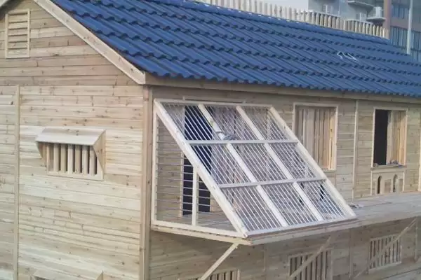 鸽舍开灯影响(鸽舍开灯对鸽子生长和繁殖有啥影响呢)插图2 鸽舍开灯影响(鸽舍开灯对鸽子生长和繁殖有啥影响呢)插图2