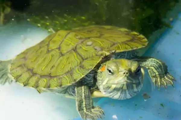 巴西龟水中喂食技巧要点(巴西龟水中喂食技巧和要点及其对龟进食的影响)插图1