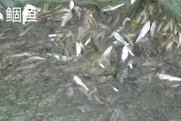 5号金袖钩适钓鱼种(5号金袖钩在实际垂钓中主要适合钓哪些鱼种呢)插图5