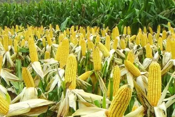 生育期136天的GFY2378玉米种,背后藏着什么奥秘?插图2 生育期136天的GFY2378玉米种,背后藏着什么奥秘?插图2