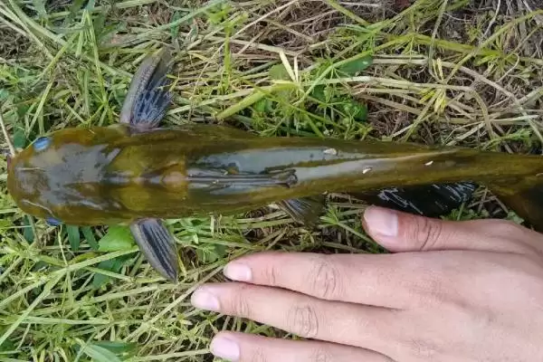 昂刺鱼作为常见淡水鱼真相 (我国常见淡水鱼昂刺鱼究竟有着怎样的真面目)插图2
